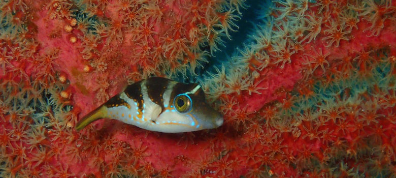 ハコフグ幼魚 O D A Japan 伊豆 伊東市川奈のダイビングショップ